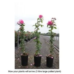 Rose 'Zéphirine Drouhin' -Garden Glory Sales ROSA T68513 B h