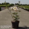 Rose 'Above And Beyond' (Climbing Rose) -Garden Glory Sales ROSA ABOVEBE3L