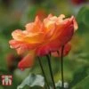 Rose 'Climbing Masquerade' -Garden Glory Sales ROSE T11937P B