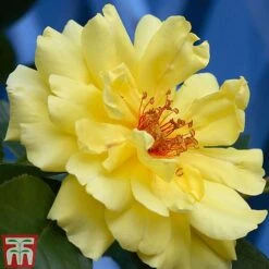 Rose 'Climbing Collection' -Garden Glory Sales ROSE T11940P B