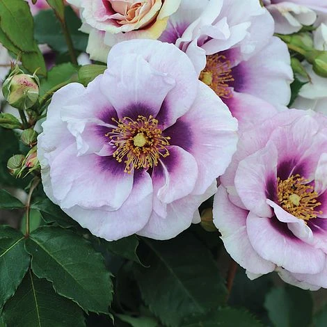 Rose 'Blue Eyes' (Floribunda Rose) 4 Rose 'Blue Eyes' (Floribunda Rose) - Image 2