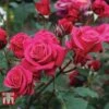 Rose 'Charisma' -Garden Glory Sales ROSE T67041 B