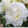 Rose 'Albéric Barbier' (Rambling Rose) -Garden Glory Sales ROSE T79067 A h