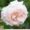 Rosa 'Madame Alfred Carriere' (Climbing Rose) -Garden Glory Sales ROSE T79073 A h