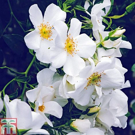 Rose 'Wedding Day' (Rambling Rose) 3 Rose 'Wedding Day' (Rambling Rose)