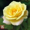 Rose 'Laura Ford' (Climbing Rose) -Garden Glory Sales ROSE T80130 A1