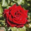 Rose 'Love Knot' (Climbing Rose) -Garden Glory Sales ROSE T80131 A