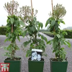 Rose 'Bobbie James' (Rambling Rose) 7 Rose 'Bobbie James' (Rambling Rose) -Garden Glory Sales ROSE TKA3470 A