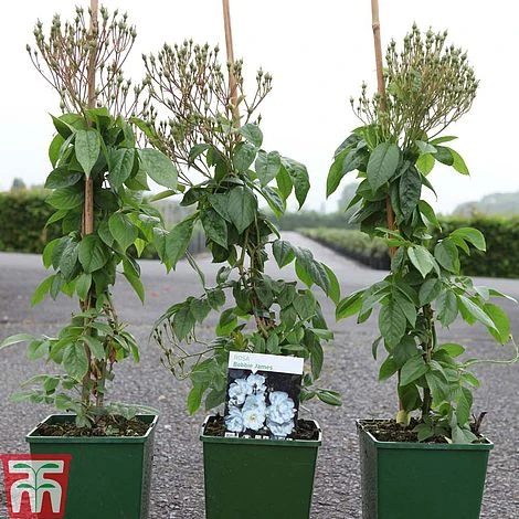 Rose 'Bobbie James' (Rambling Rose) 5 Rose 'Bobbie James' (Rambling Rose) - Image 3