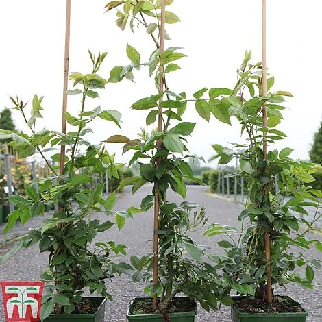 Rose Filipes 'Kiftsgate' (Rambling Rose) 4 Rose Filipes 'Kiftsgate' (Rambling Rose) - Image 2