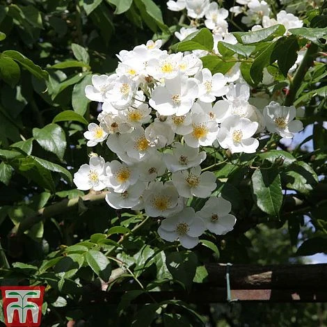 Rose Filipes 'Kiftsgate' (Rambling Rose) 3 Rose Filipes 'Kiftsgate' (Rambling Rose)