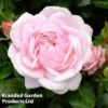 Rose 'Our Beth' (Shrub Rose) 2 Rose 'Our Beth' (Shrub Rose) -Garden Glory Sales ROSE WKC0808 A