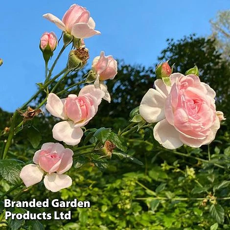 Rose 'Our Beth' (Shrub Rose) 4 Rose 'Our Beth' (Shrub Rose) - Image 2