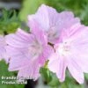 Malva Moschata 'Rosea' -Garden Glory Sales ROSEA 64392 A