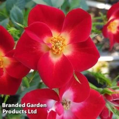 Rose 'Everglow Ruby' (Shrub) -Garden Glory Sales ROSE EVERGLRUB H41240