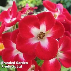 Rose 'Everglow Ruby' (Shrub) -Garden Glory Sales ROSE EVERGLRUB H41241