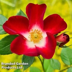 Rose 'Everglow Ruby' (Shrub) -Garden Glory Sales ROSE EVERGLRUB H41242