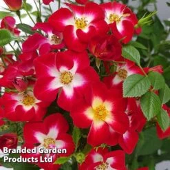 Rose 'Everglow Ruby' (Shrub) -Garden Glory Sales ROSE EVERGLRUB H41243