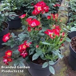 Rose 'Everglow Ruby' (Shrub) -Garden Glory Sales ROSE EVERGLRUB H41245