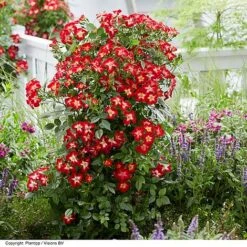 Rose 'Everglow Ruby' (Shrub) -Garden Glory Sales ROSE EVERGLRUB H41246