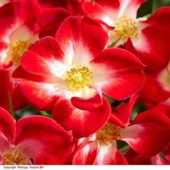 Rose 'Everglow Ruby' (Shrub) -Garden Glory Sales ROSE EVERGLRUB H41249