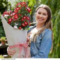 Rose 'Everglow Ruby' (Shrub) -Garden Glory Sales ROSE EVERGLRUB H41251