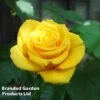 Rose 'Golden Wedding' (Floribunda Rose) -Garden Glory Sales ROSE GOLDENWED L33789