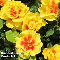 Rose 'Peter's Persica' (Climbing Patio) -Garden Glory Sales ROSE PETERSPER H50316