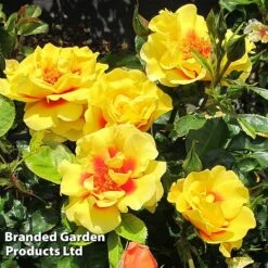 Rose 'Peter's Persica' (Climbing Patio) -Garden Glory Sales ROSE PETERSPER H50317