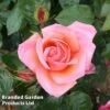 Rose 'Silver Jubilee' (Shrub) -Garden Glory Sales ROSE SILVERJUB S44466