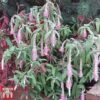 Rostrinucula Dependens 'Happy Cascade' -Garden Glory Sales ROST TKA3494 A