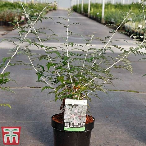 Rubus Thibetanus 4 Rubus Thibetanus - Image 2