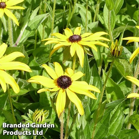 Rudbeckia Fulgida Var. Deamii 3 Rudbeckia Fulgida Var. Deamii