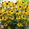 Rudbeckia Fulgida 'Little Goldstar' 1 Rudbeckia Fulgida 'Little Goldstar' -Garden Glory Sales RUDB LITTLEGOL1