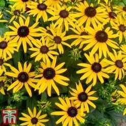 Rudbeckia Fulgida 'Little Goldstar' -Garden Glory Sales RUDB LITTLEGOL2