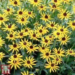 Rudbeckia Fulgida 'Little Goldstar' -Garden Glory Sales RUDB LITTLEGOL3