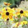 Rudbeckia Triloba 'Prairie Glow' 1 Rudbeckia Triloba 'Prairie Glow' -Garden Glory Sales RUDB PRAIRIEGL1
