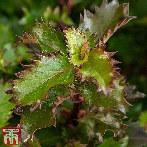 Ilex 'Little Rascal' 5 Ilex 'Little Rascal' - Image 3