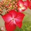 Hydrangea Macrophylla 'Red Bull' -Garden Glory Sales Red bull