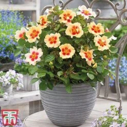 Rose 'Eyes Collection' -Garden Glory Sales Rose coll31