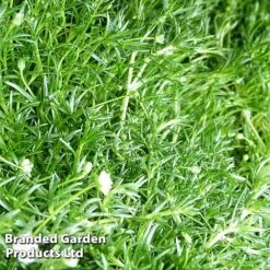 Sagina Subulata -Garden Glory Sales SAGI SUBULATA S45003