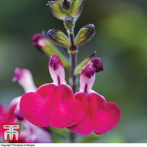 Salvia 'Cherry Lips' 4 Salvia 'Cherry Lips' - Image 2