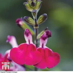 Salvia Lips Collection -Garden Glory Sales SALV KB3098 C
