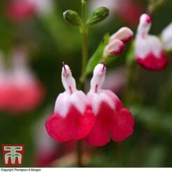Salvia Lips Collection -Garden Glory Sales SALV KB3098 D