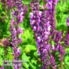 Salvia X Sylvestris Rose Queen -Garden Glory Sales SALV KC9137 A