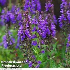 Salvia Nemorosa 'Marcus'