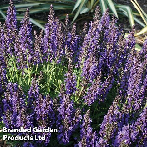 Salvia Nemorosa 'Marcus' 4 Salvia Nemorosa 'Marcus' - Image 2