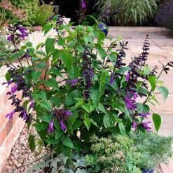 Salvia 'Amistad' -Garden Glory Sales SALV T62257 A h