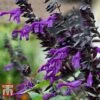 Salvia 'Amistad' -Garden Glory Sales SALV T62257 B