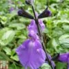 Salvia 'Lavender Dilly Dilly' -Garden Glory Sales SALV TKA0715 A